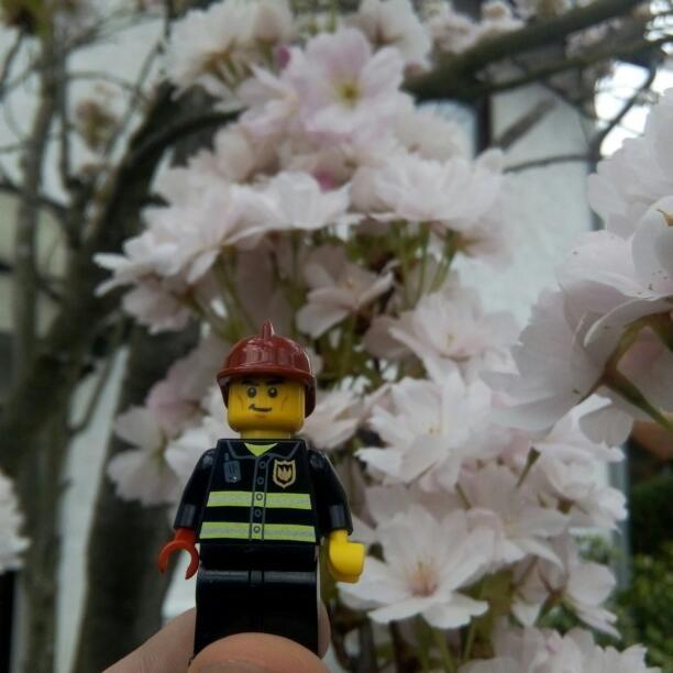 Legofigur vor Kirschblüte; Bonn